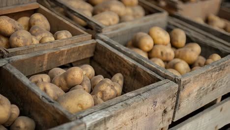 fresh potatoes are neatly arranged in rustic wooden crates, ready for sale at a vibrant marketplace, showcasing the abundance of the harvest