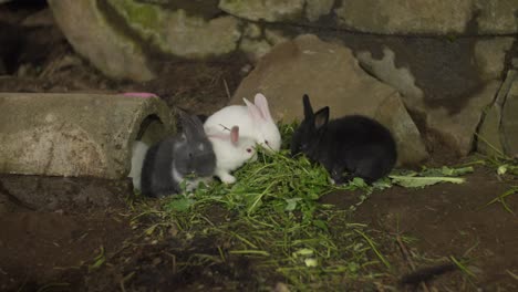 four adorable rabbits in a garden enjoy eating fresh grass near stones and a tunnel