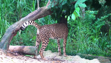 critically endangered species, male asiatic cheetah, acinonyx jubatus venaticus walking pass a tree, marking territory with its scent by urinating