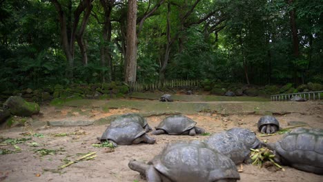 video de una increíble tortuga de un jardín botánico en victoria en la isla de mahe en las seychelles