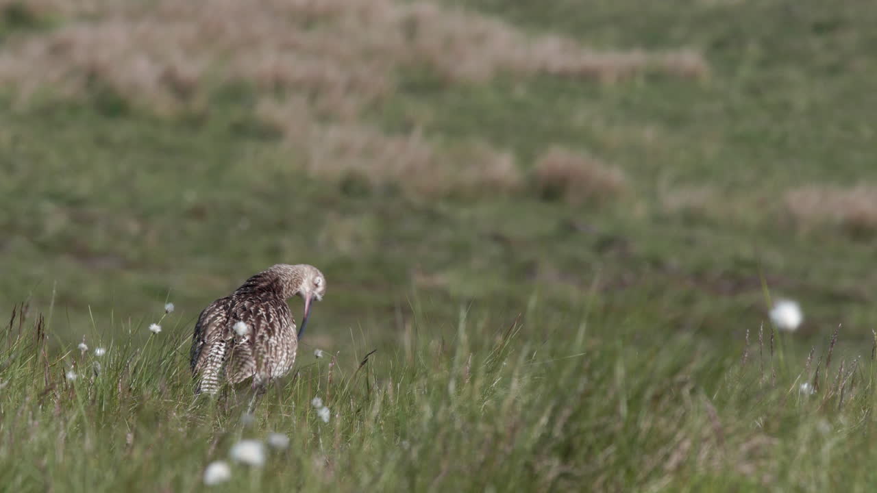 zarapito euroasiático en el hábitat de cría de las tierras altas de primavera en los valles de yorkshire, reino unido