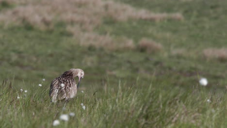 Zarapito-Euroasiático-En-El-Hábitat-De-Cría-De-Las-Tierras-Altas-De-Primavera-En-Los-Valles-De-Yorkshire,-Reino-Unido