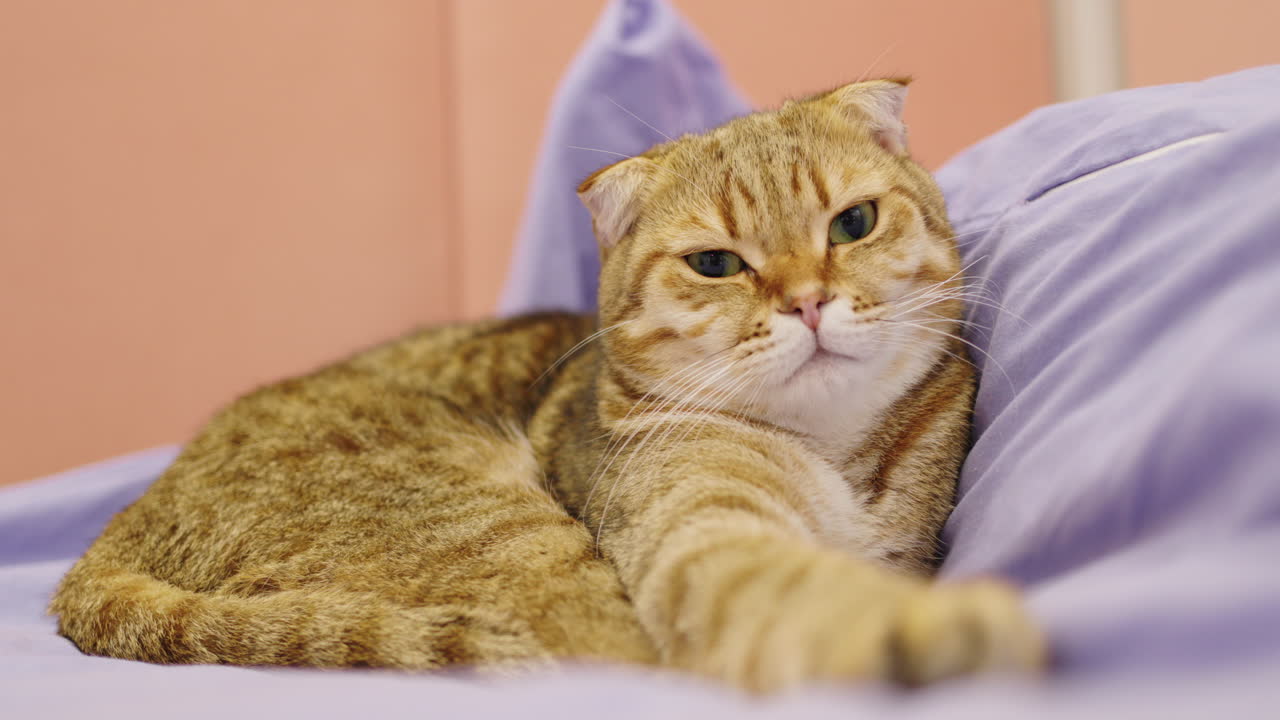 오렌지색 스코틀랜드 폴드 고양이가 침대에서 휴식을 취하고 있습니다.