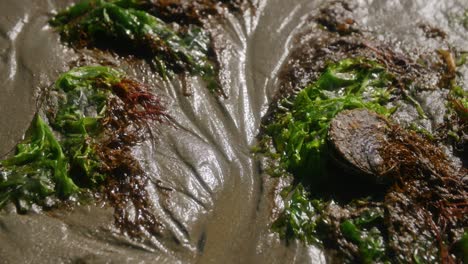 Schöne-Struktur-Der-Natur-An-Einem-Strand-Mit-Sand-Und-Grünem-Und-Braunem-Moos