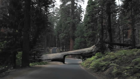 Driving-through-a-carved-out-log-in-a-redwood-forest--POV