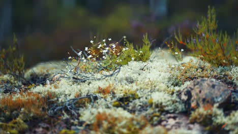 plantas y flores en miniatura en la tundra de otoño