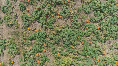 An-Aerial-Close-Up-View-of-Amish-Farmlands-and-Countryside-with-Pumpkin-Fields-on-a-Sunny-Summer-Day