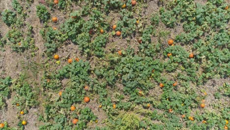 una vista aérea de cerca de las tierras de cultivo amish y el campo con campos de calabaza en un día soleado de verano