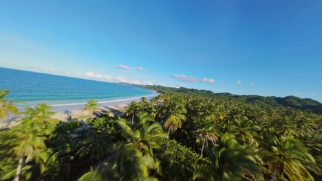aerial fpv over golden palm trees and sandy beach of playa rincon. turquoise caribbean sea at sunset time. dominican republic in summer. wide shot.