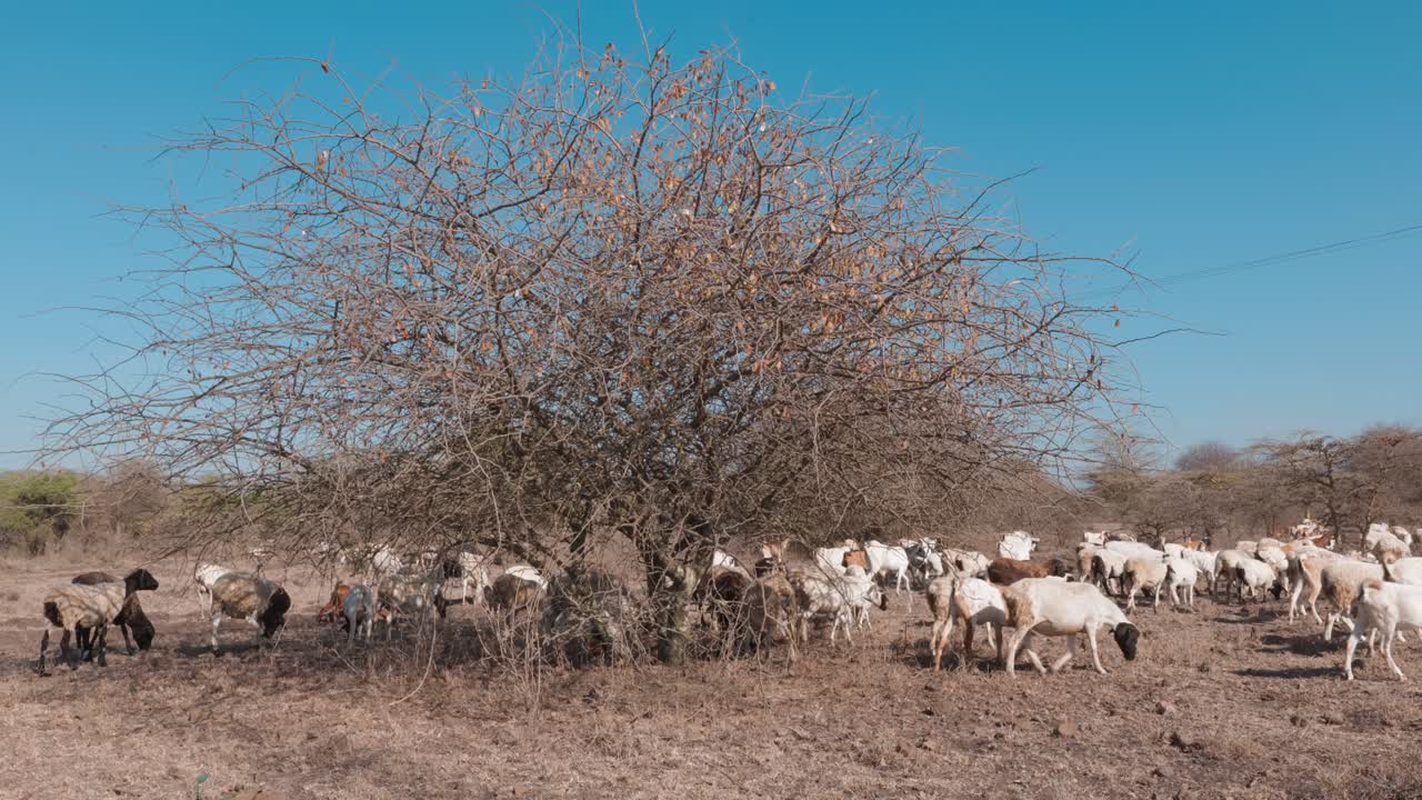 un gregge di pecore e capre attraversa un paesaggio arido con un cespuglio sotto un cielo azzurro