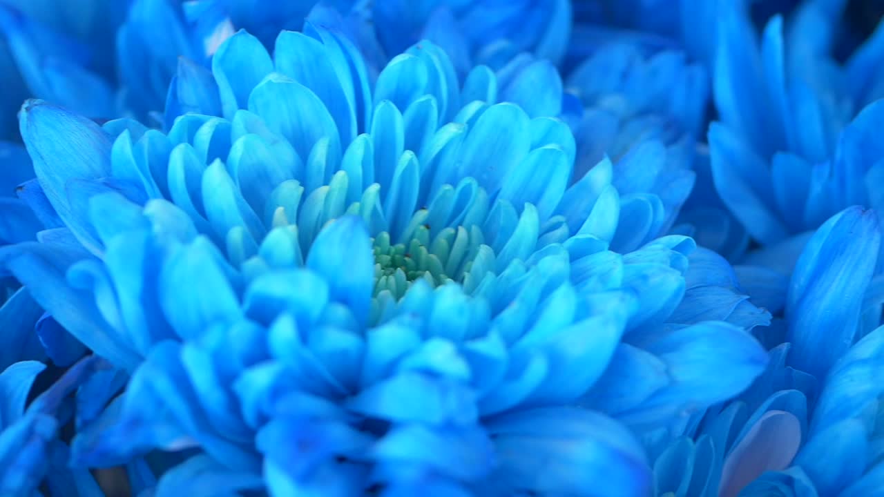 Close-up of Vibrant Blue Chrysanthemum Flowers