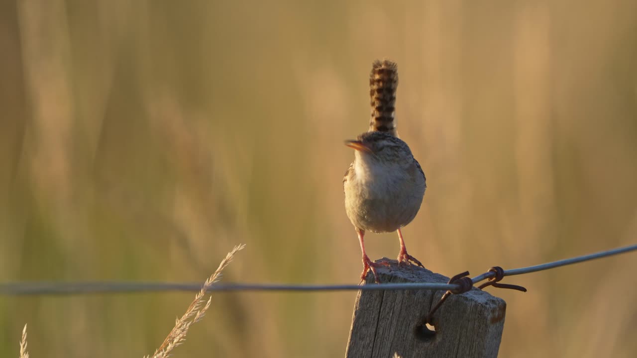 un diminuto reyezuelo de hierba cantando en un poste de valla al atardecer con hierba amarilla desenfocada al fondo