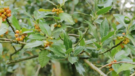 Kamerafahrt-Einer-Stechpalme-Im-Herbst-Mit-Orangen-Beeren