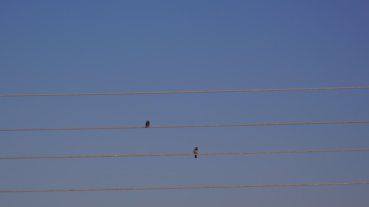 전기 와이어 에 있는 두 마리 의 새
