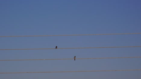 two sparrow birds on electrical wires