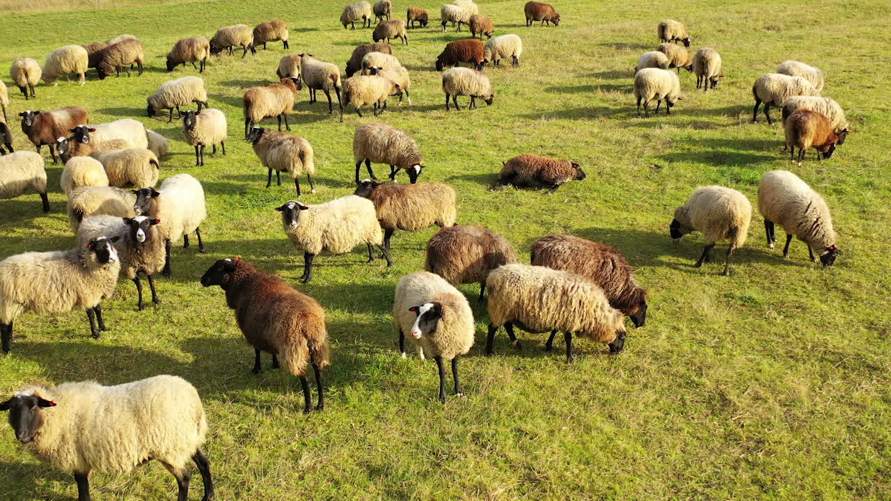 Riprese aeree di un gregge di pecore che pascola in un campo verde. Prato verde con molte pecore