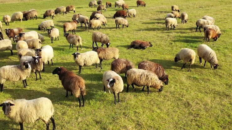 Riprese aeree di un gregge di pecore che pascola in un campo verde. Prato verde con molte pecore