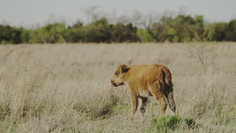 Bison-calf-calling-out-in-a-prairie