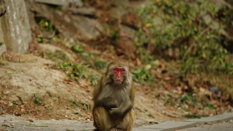 A Tibetan macaque (Macaca thibetana) sits quietly beside a trail in the forested landscape of Zhangjiajie, China.