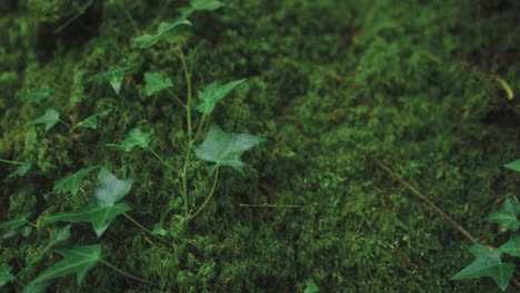 Moss-and-ivy-on-tree-trunk-in-forest,-close-up-tracking-shot