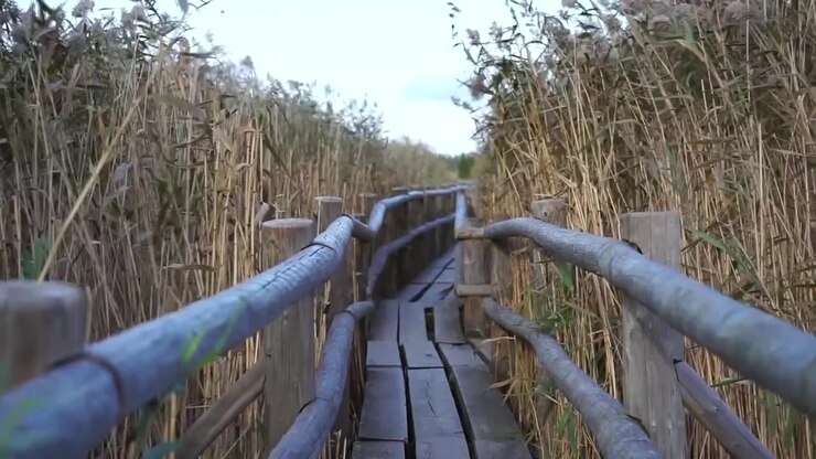 Lake walking trail and windy weather
