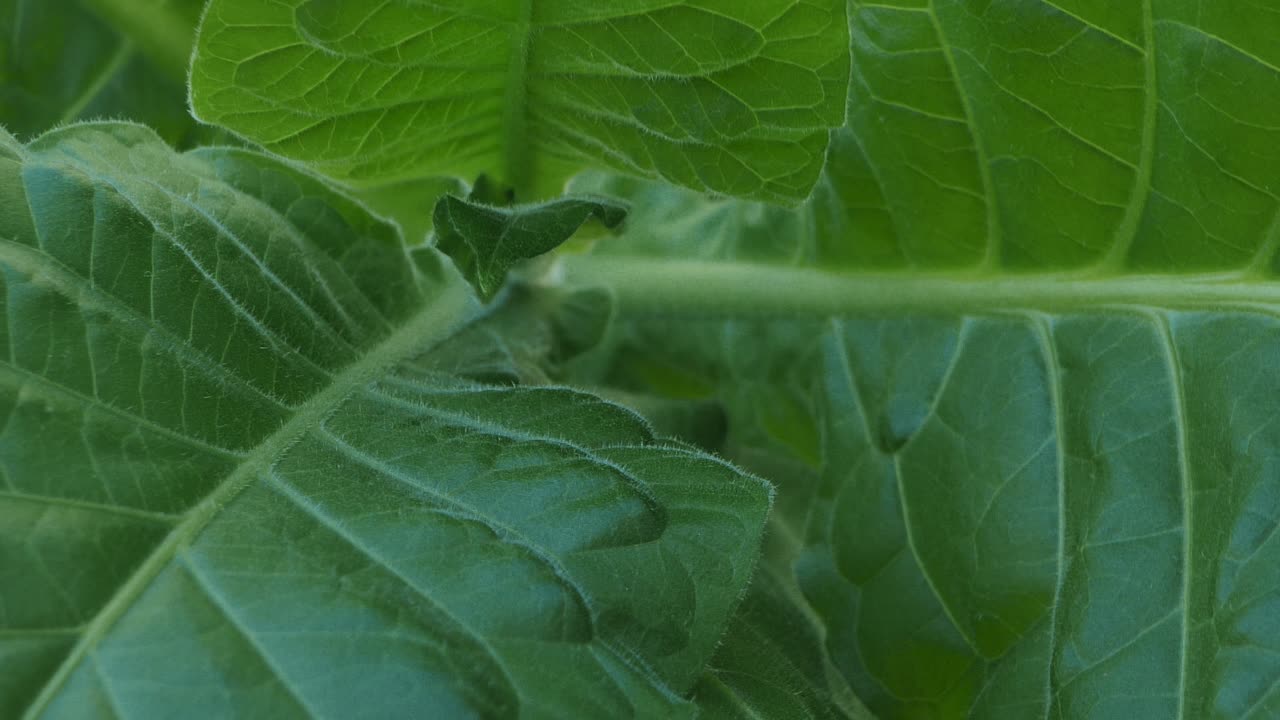 plantación de tabaco con hojas verdes exuberantes
