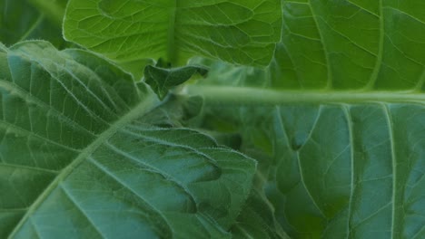 tobacco plantation with lush green leaves