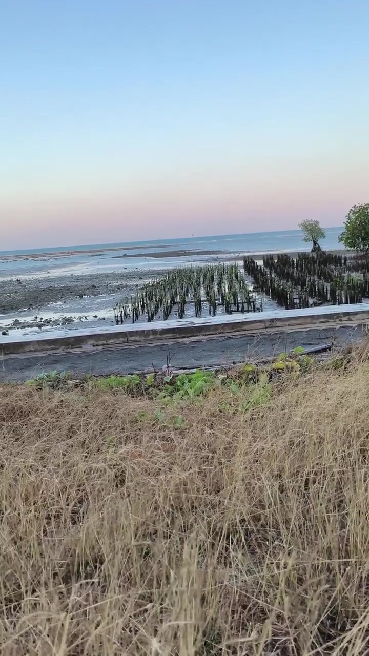 Mangrove-genplantningsprojekt på kystnær mudderflade ved lavvande