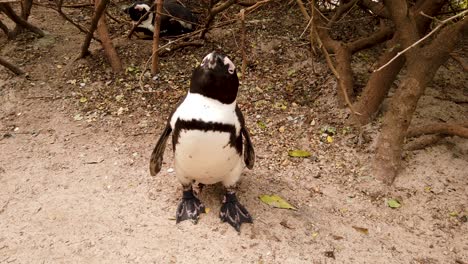 Afrikanische-Pinguine-Am-Boulders-Beach,-Kapstadt,-Südafrika