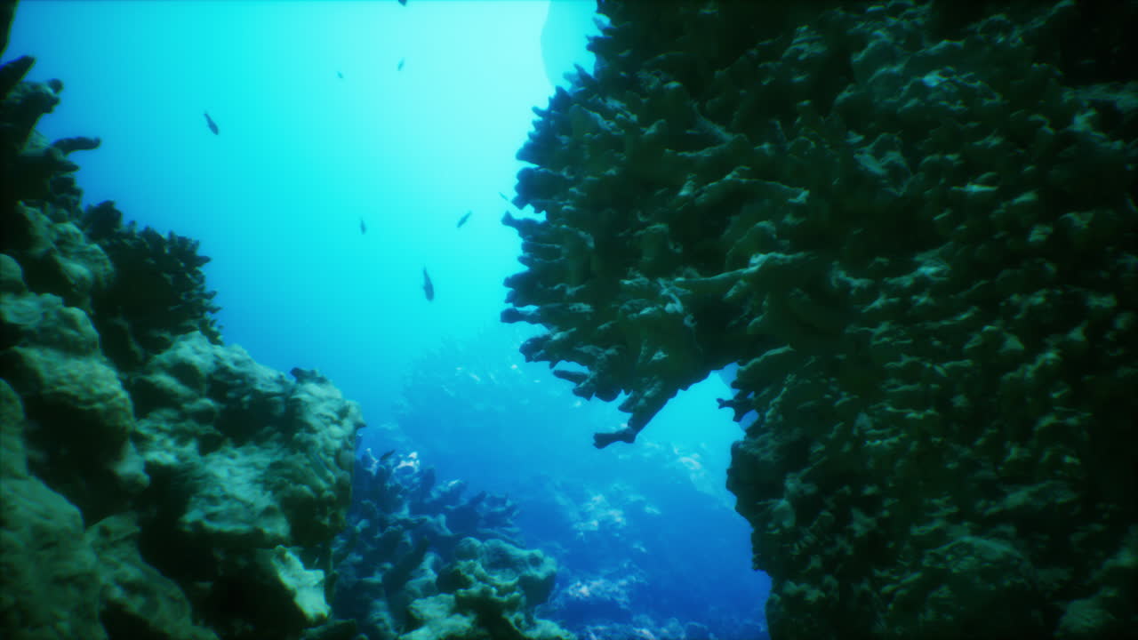 arrecife de coral submarino