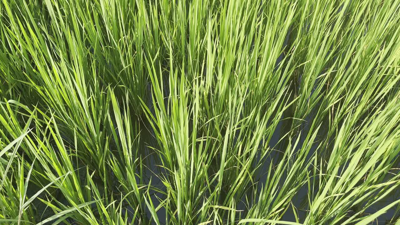 Close-up of lush green paddy plants growing in a water-filled field under sunlight, showing healthy rice crop cultivation
