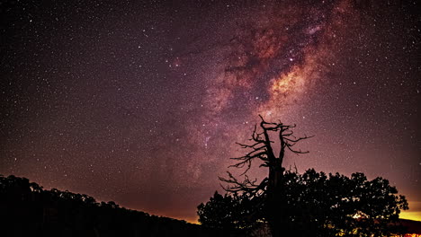 Timelapse-Captures-the-Milky-Way's-Journey-Across-the-Night-Sky,-Illuminating-a-Silhouette-of-Trees-During-Summer