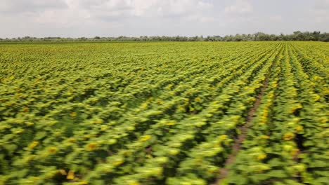 Drone-flying-above-sunflower-field-while-moving-towards-a-harvested-land