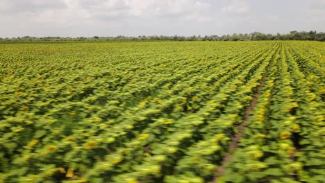 drone volando sobre el campo de girasol mientras se mueve hacia una tierra cosechada