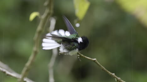 macho jacobino de cuello blanco posado en una ramita, bañándose en la lluvia
