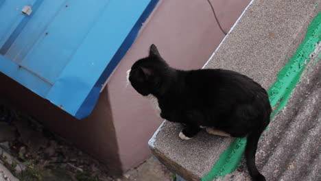 black and white cat on a rooftop