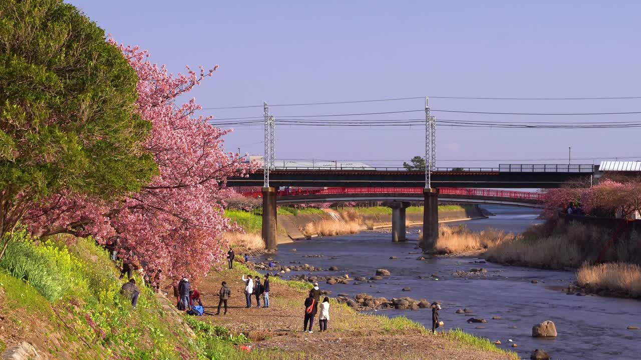 Persone che si godono il tempo libero sulla riva di un fiume in Giappone con i ciliegi in fiore.
