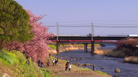 Menschen,-Die-Ihre-Freizeit-Am-Flussufer-In-Japan-Mit-Blühenden-Kirschblüten-Genießen