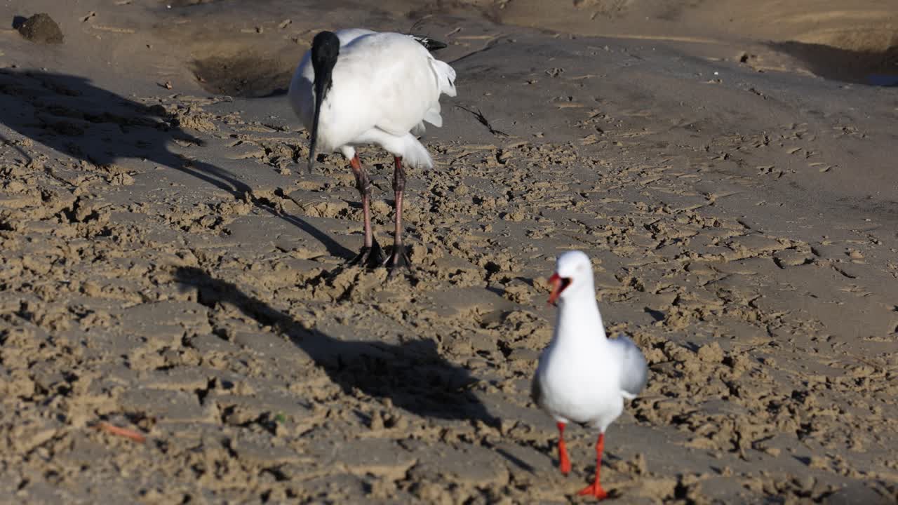 새들은 해변에서 먹이를 먹고 사회적 행동을 나타니다.