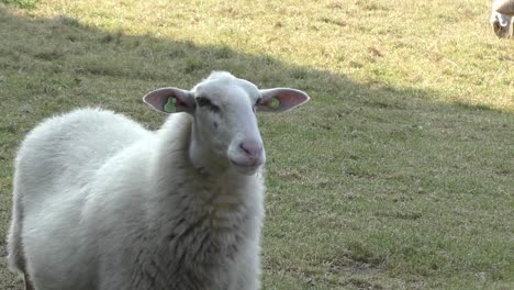 large sheep looking at its surroundings standing in a green field