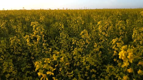 blooming yellow rapeseed field with cloudless sky.