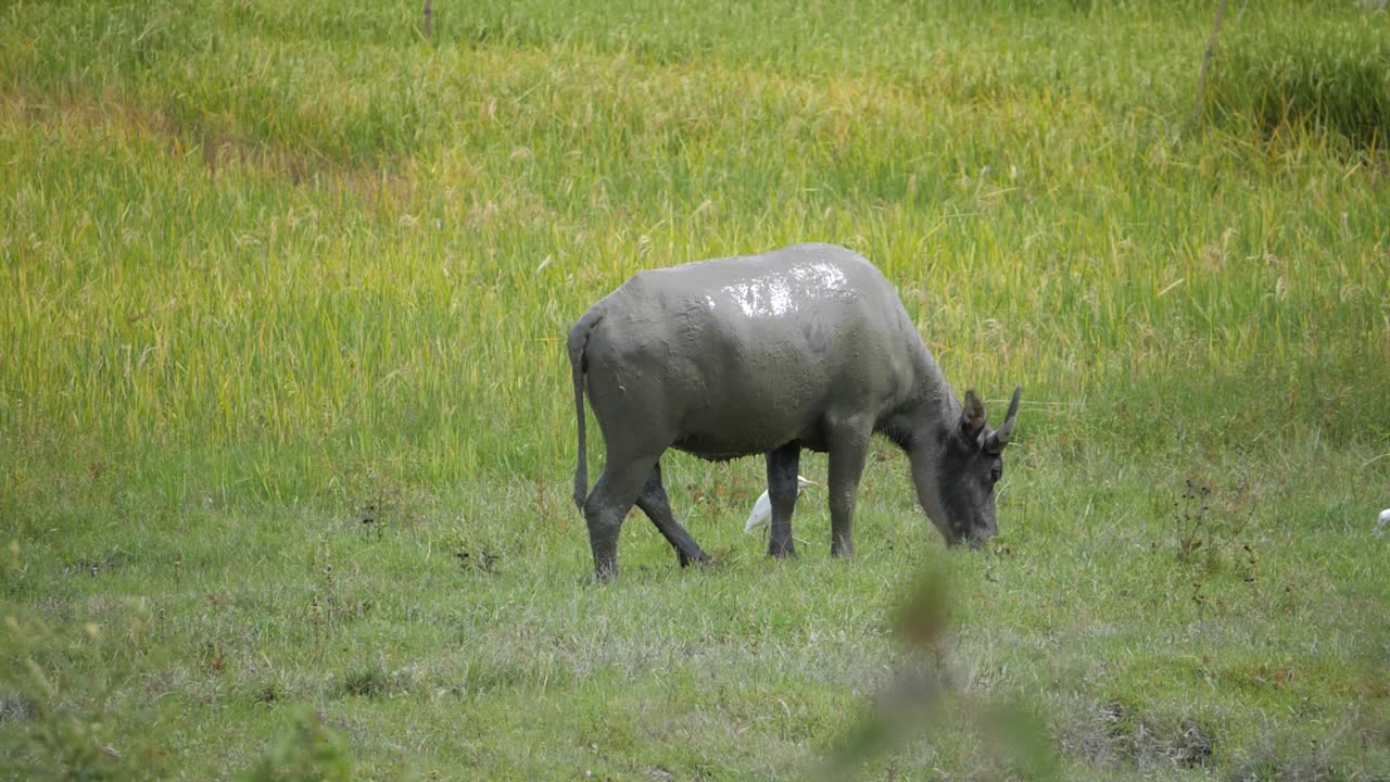 인도네시아에서 풀을 뜯는 아시아 물소의 초슬로우 모션 샷