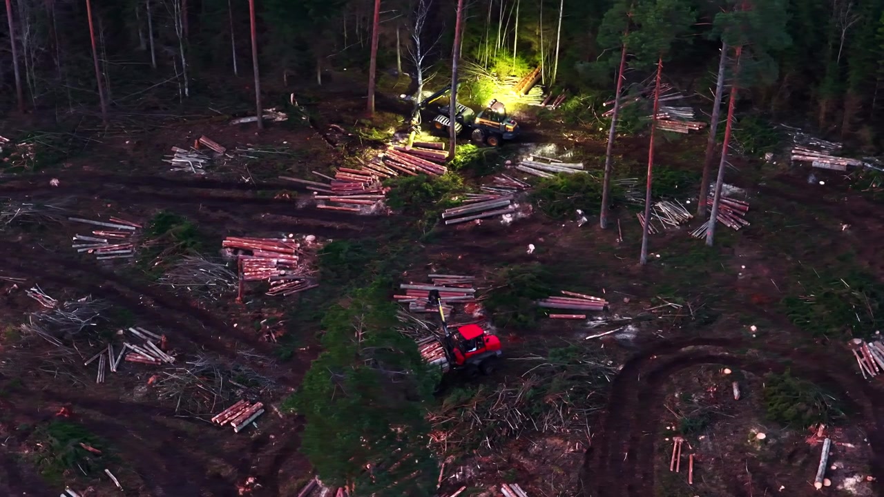Harvester Deforestation logging site showing environmental impact and cutting down trees at dusk, aerial view