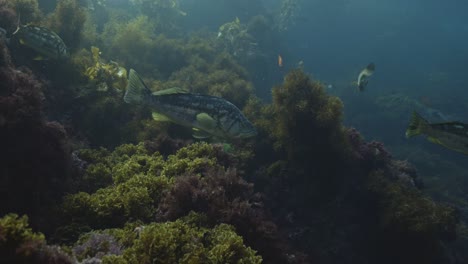 Calico-Bass-in-the-kelp-forest