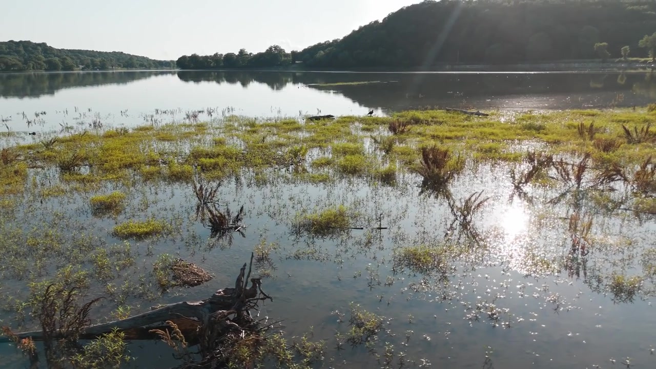 Reflections on shallow Lake Eucha water around fallen tree with exposed roots in wetland aquatic vegetation, aerial medium tracking right, hawk silhouette in distance