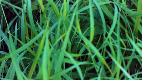 close-up of green grass