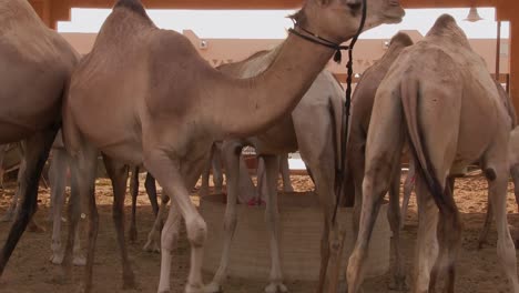 Un-Grupo-De-Camellos-Están-Juntos-En-Emiratos-árabes-Unidos