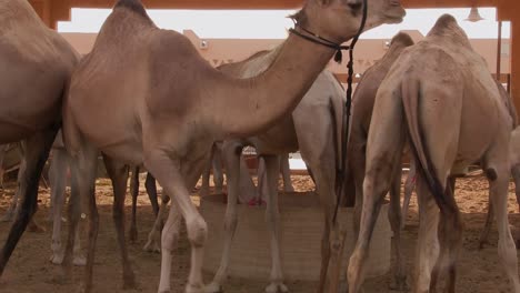 un grupo de camellos están juntos en emiratos árabes unidos