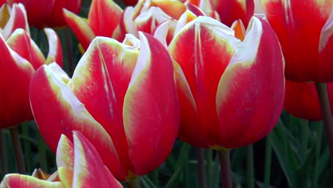 Primer-Plano-De-Tulipanes-Holandeses-De-Color-Rojo,-Amarillo-Y-Blanco