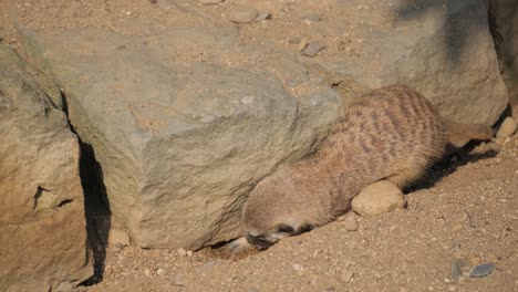 a cute marmot digs a hole in the sandy soil. mammals, representatives of the order of rodents